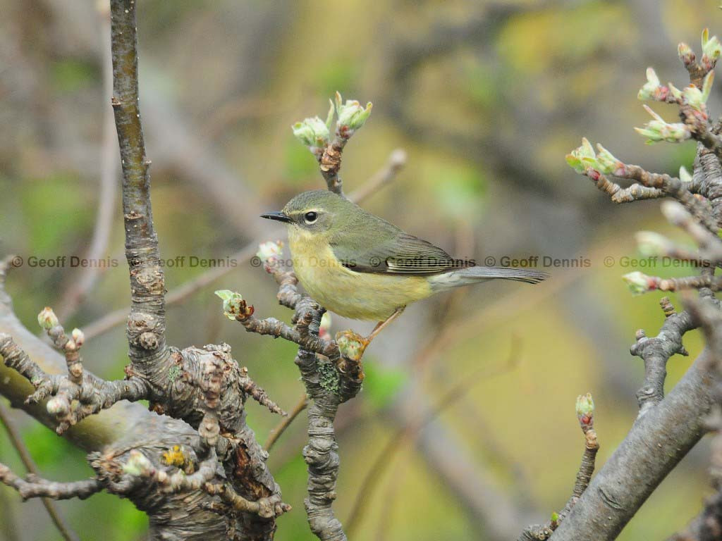 BTBW-BB_Black-throated-Blue-Warbler