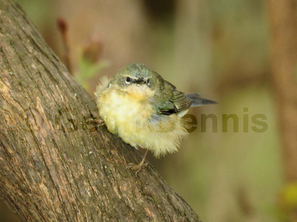 BTBW-BC_Black-throated-Blue-Warbler