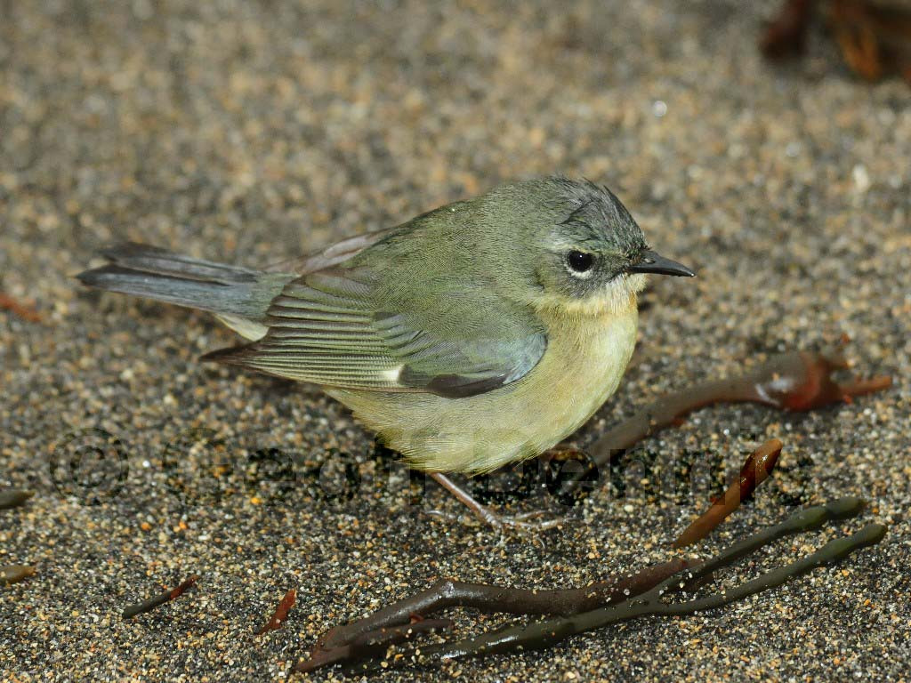 BTBW-BD_Black-throated-Blue-Warbler