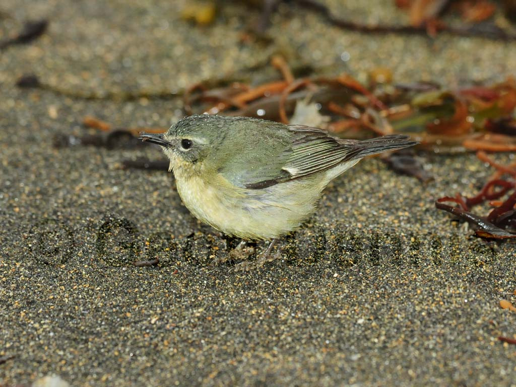 BTBW-BE_Black-throated-Blue-Warbler