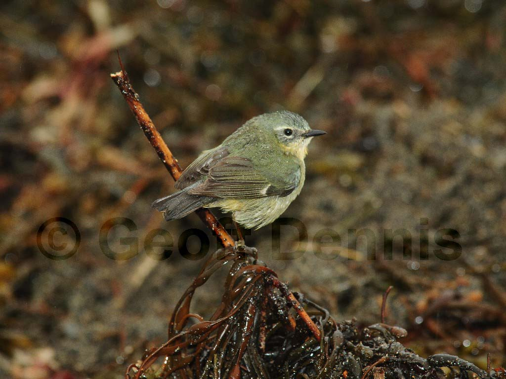 BTBW-BF_Black-throated-Blue-Warbler