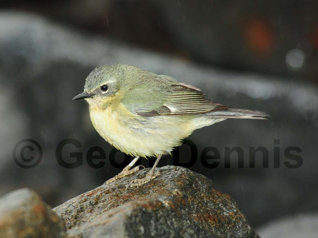BTBW-BG_Black-throated-Blue-Warbler
