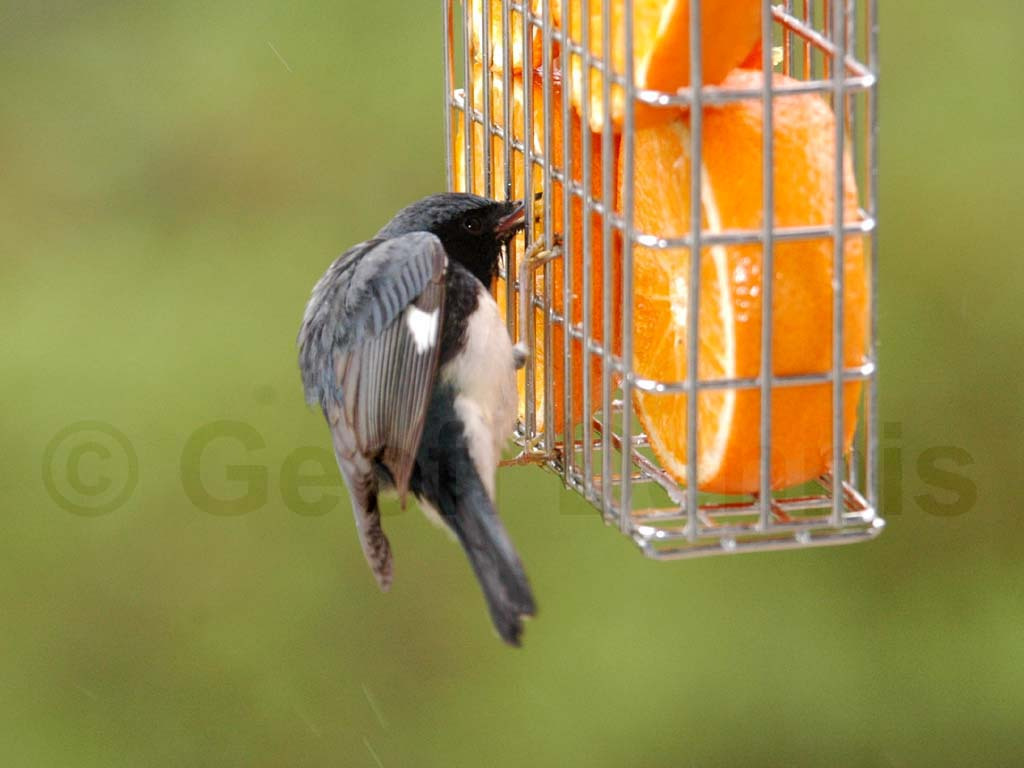 BTBW-BH_Black-throated-Blue-Warbler
