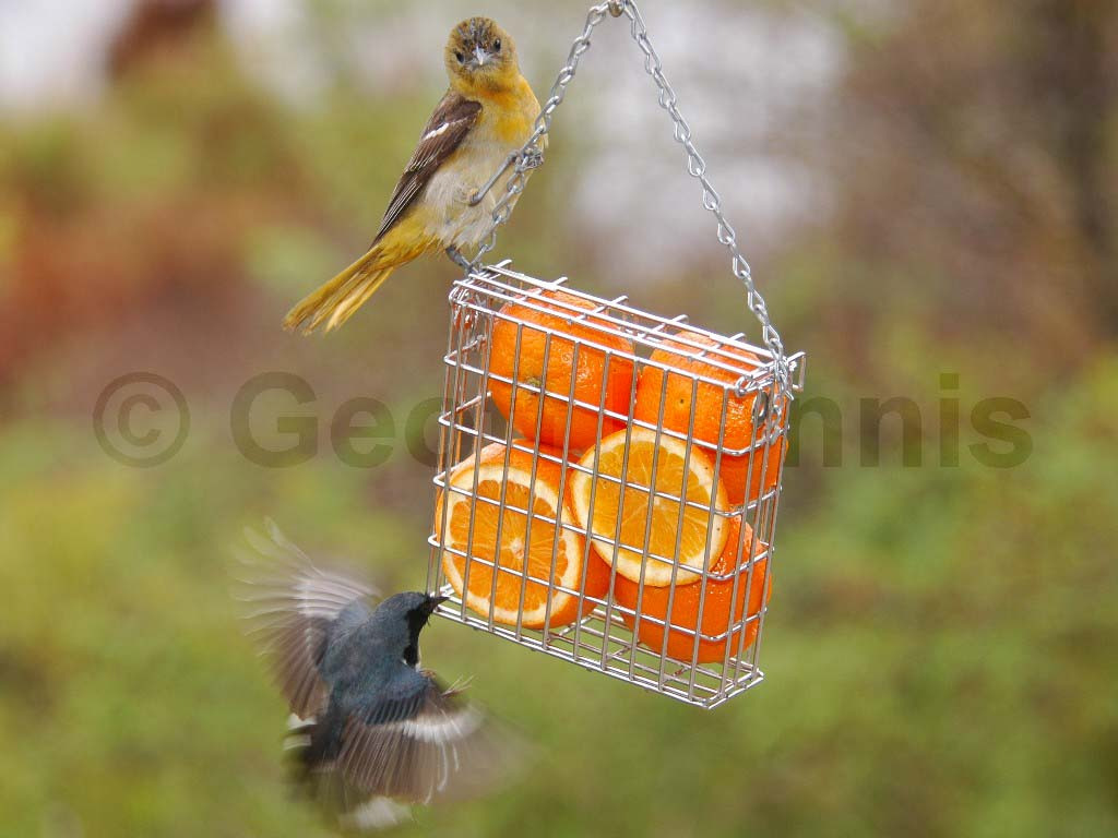 BTBW-BI_Black-throated-Blue-Warbler