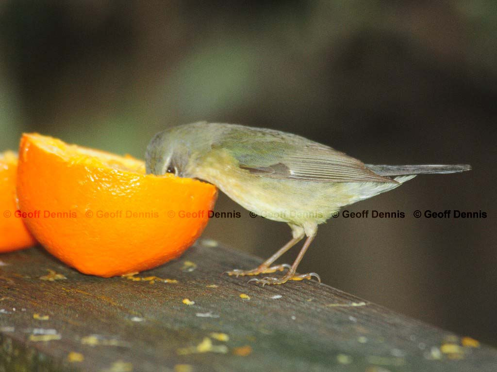 BTBW-BJ_Black-throated-Blue-Warbler
