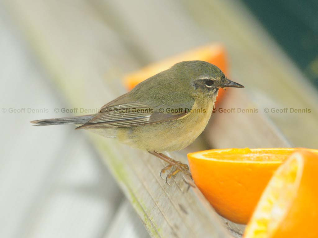 BTBW-BK_Black-throated-Blue-Warbler