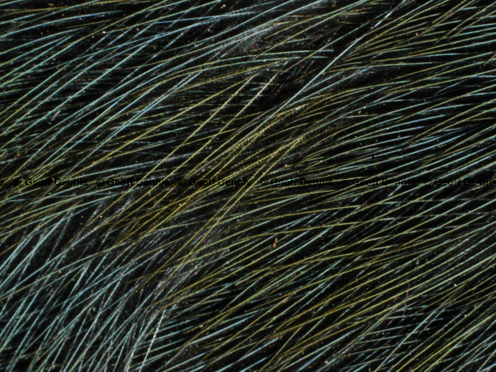 BTBW-BL_Black-throated-Blue-Warbler