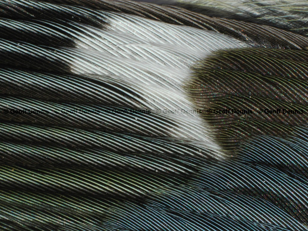 BTBW-BM_Black-throated-Blue-Warbler