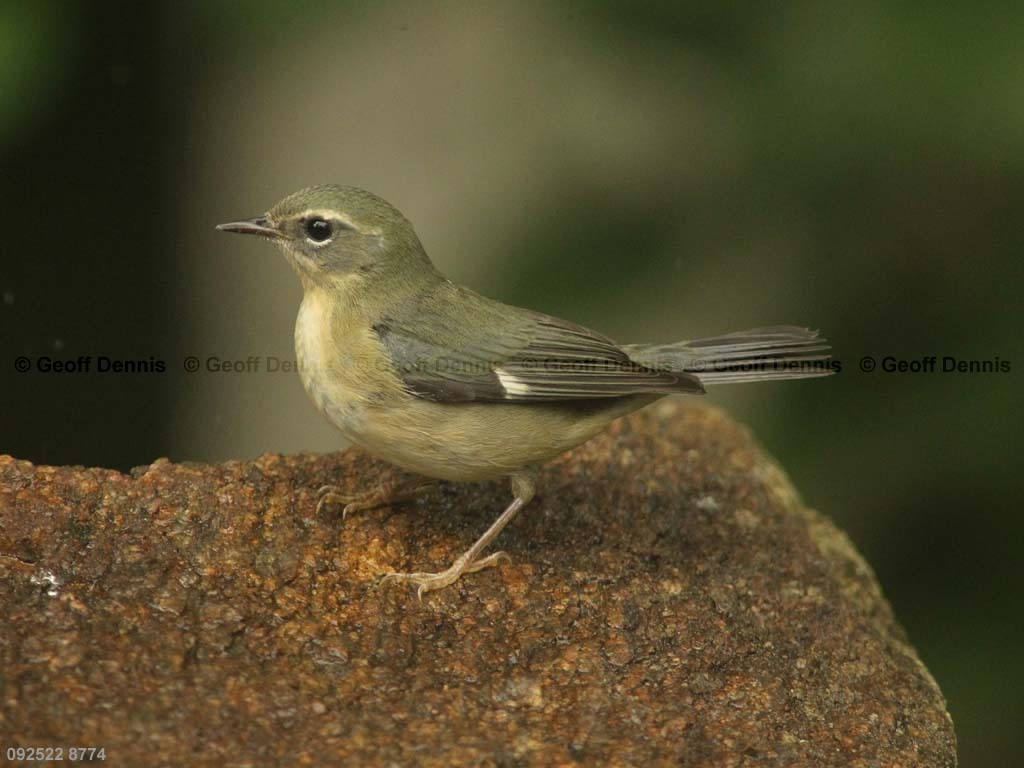 BTBW-BN_Black-throated-Blue-Warbler