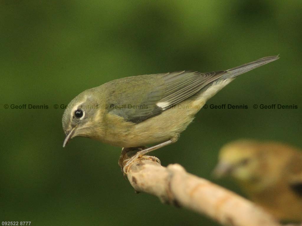 BTBW-BO_Black-throated-Blue-Warbler