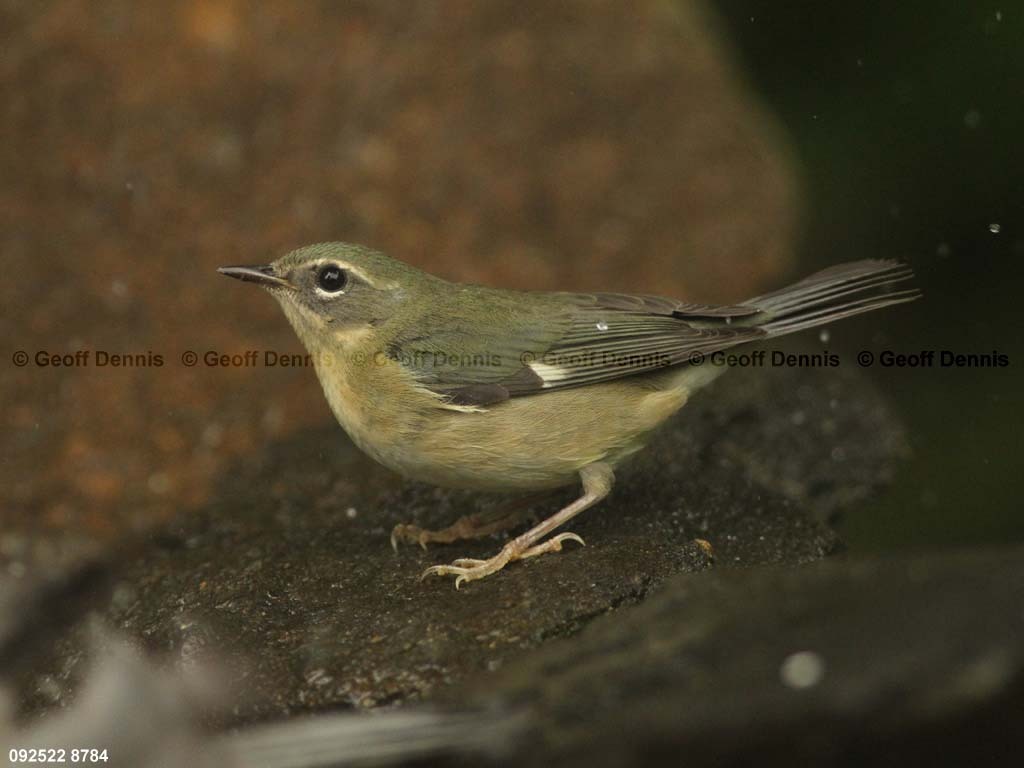 BTBW-BP_Black-throated-Blue-Warbler
