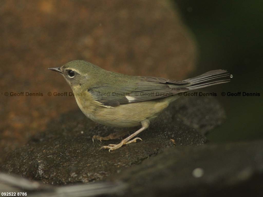 BTBW-BQ_Black-throated-Blue-Warbler