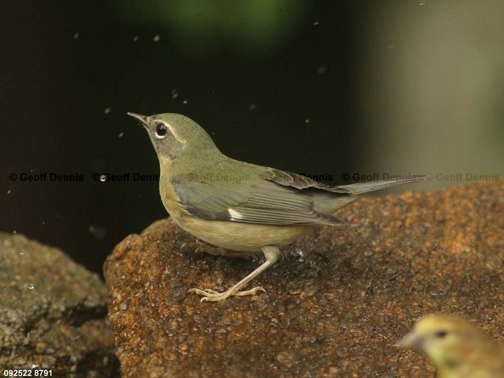 BTBW-BR_Black-throated-Blue-Warbler