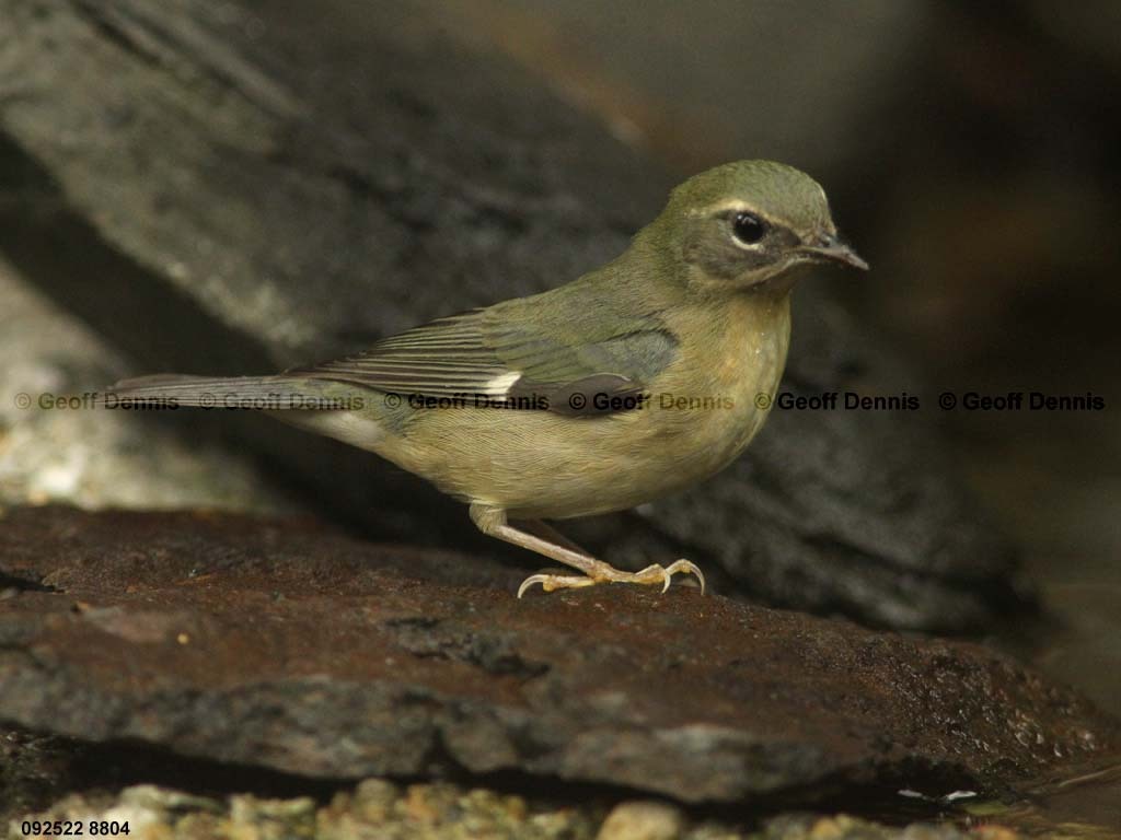 BTBW-BS_Black-throated-Blue-Warbler
