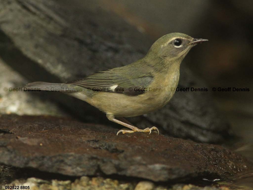 BTBW-BT_Black-throated-Blue-Warbler