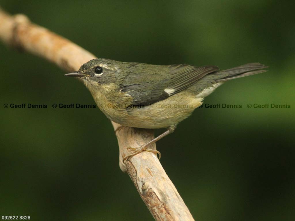BTBW-BU_Black-throated-Blue-Warbler