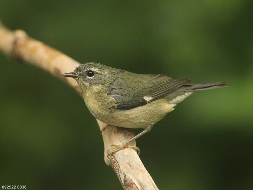 BTBW-BV_Black-throated-Blue-Warbler