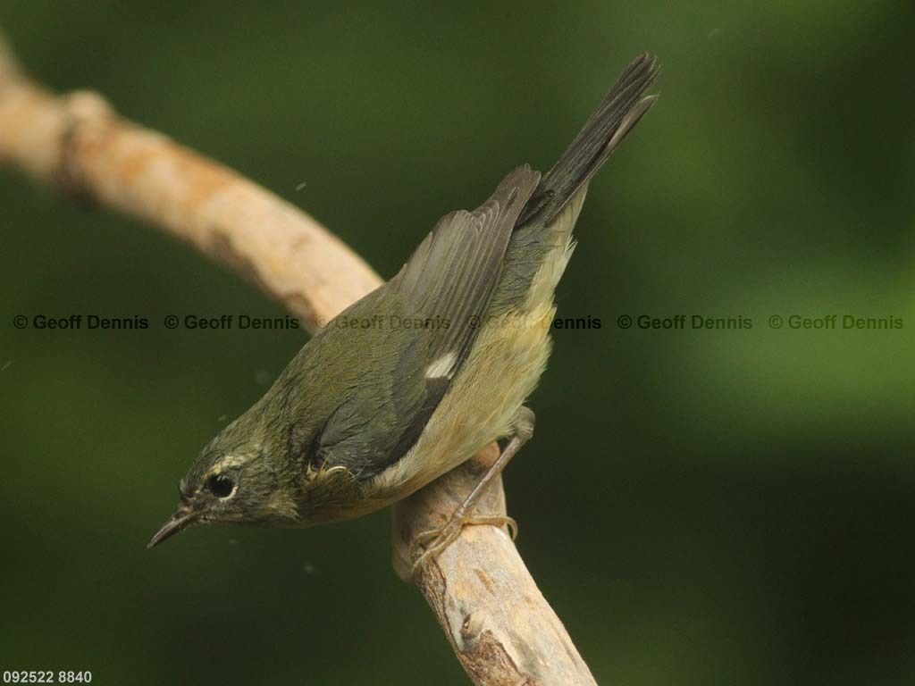 BTBW-BW_Black-throated-Blue-Warbler