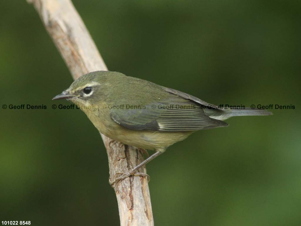 BTBW-BX_Black-throated-Blue-Warbler