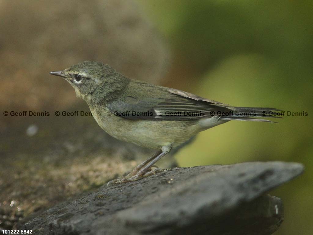 BTBW-BY_Black-throated-Blue-Warbler