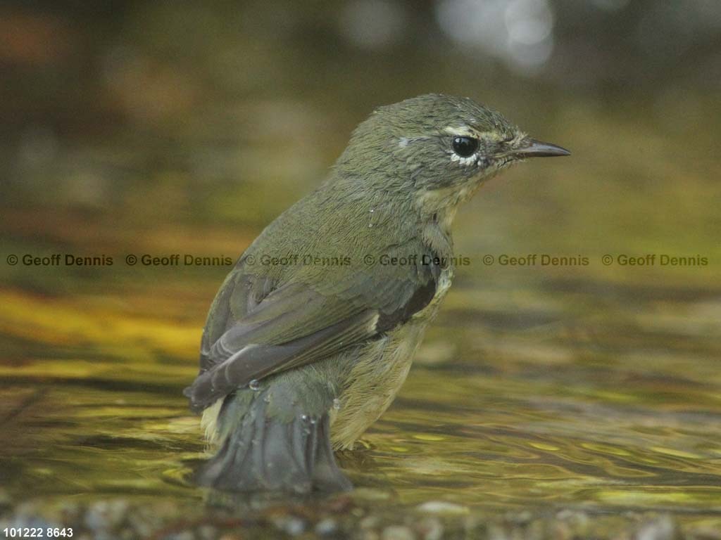 BTBW-BZ_Black-throated-Blue-Warbler