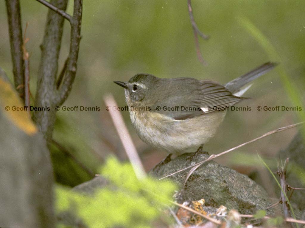 BTBW-CDa_Black-throated-Blue-Wabler