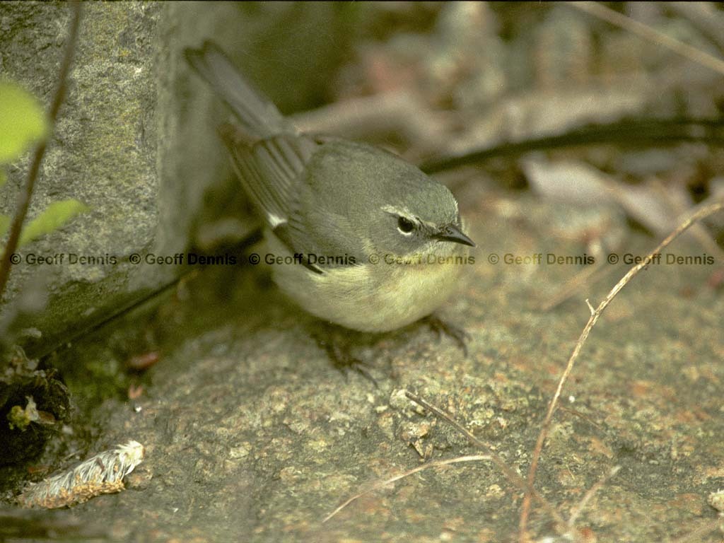 BTBW-CE_Black-throated-Blue-Wabler
