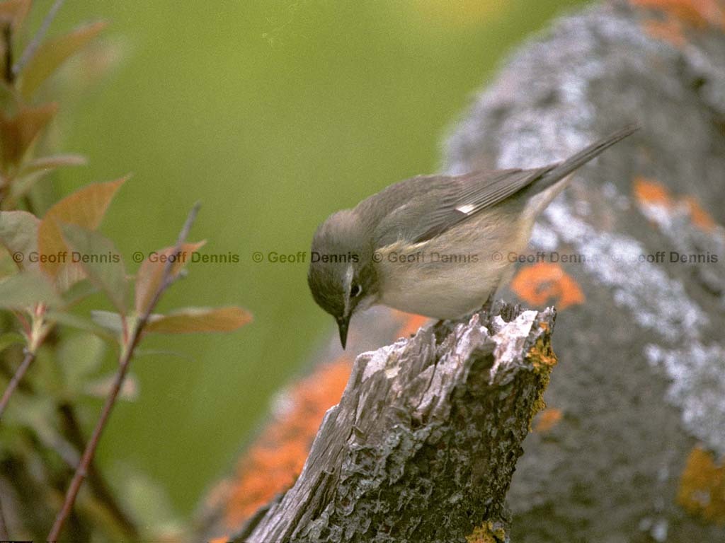 BTBW-CF_Black-throated-Blue-Wabler