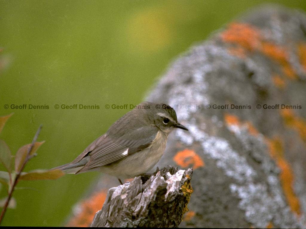 BTBW-CG_Black-throated-Blue-Wabler