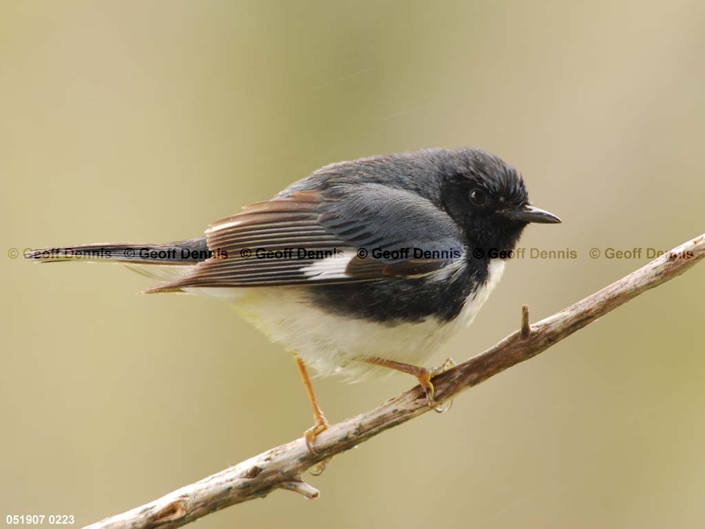 BTBW-CH_Black-throated-Blue-Warbler