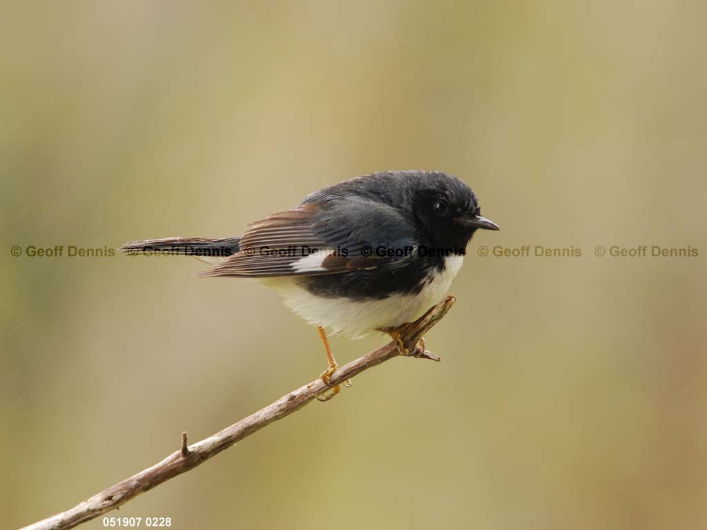 BTBW-CI_Black-throated-Blue-Warbler