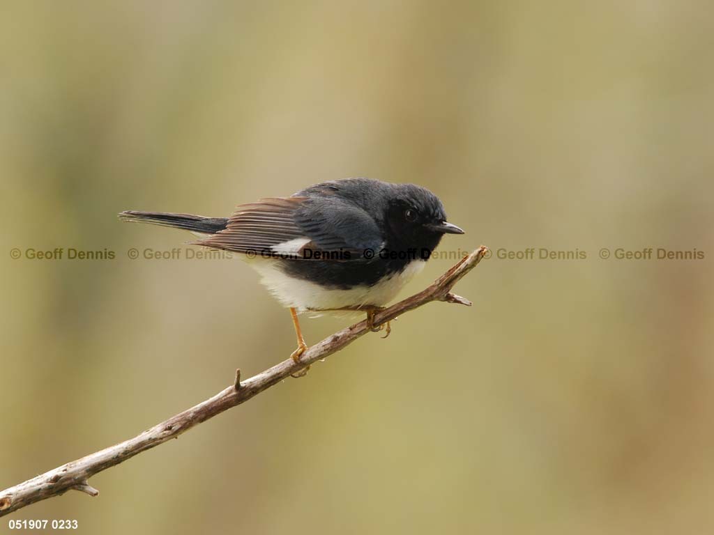 BTBW-CJ_Black-throated-Blue-Warbler