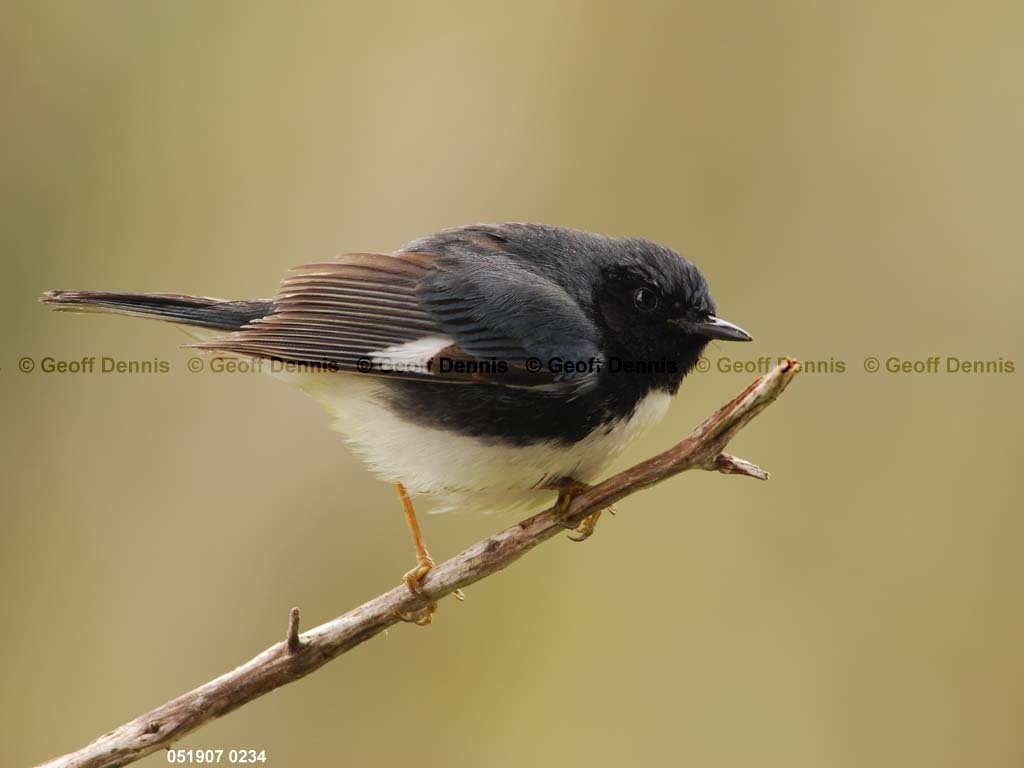 BTBW-CK_Black-throated-Blue-Warbler
