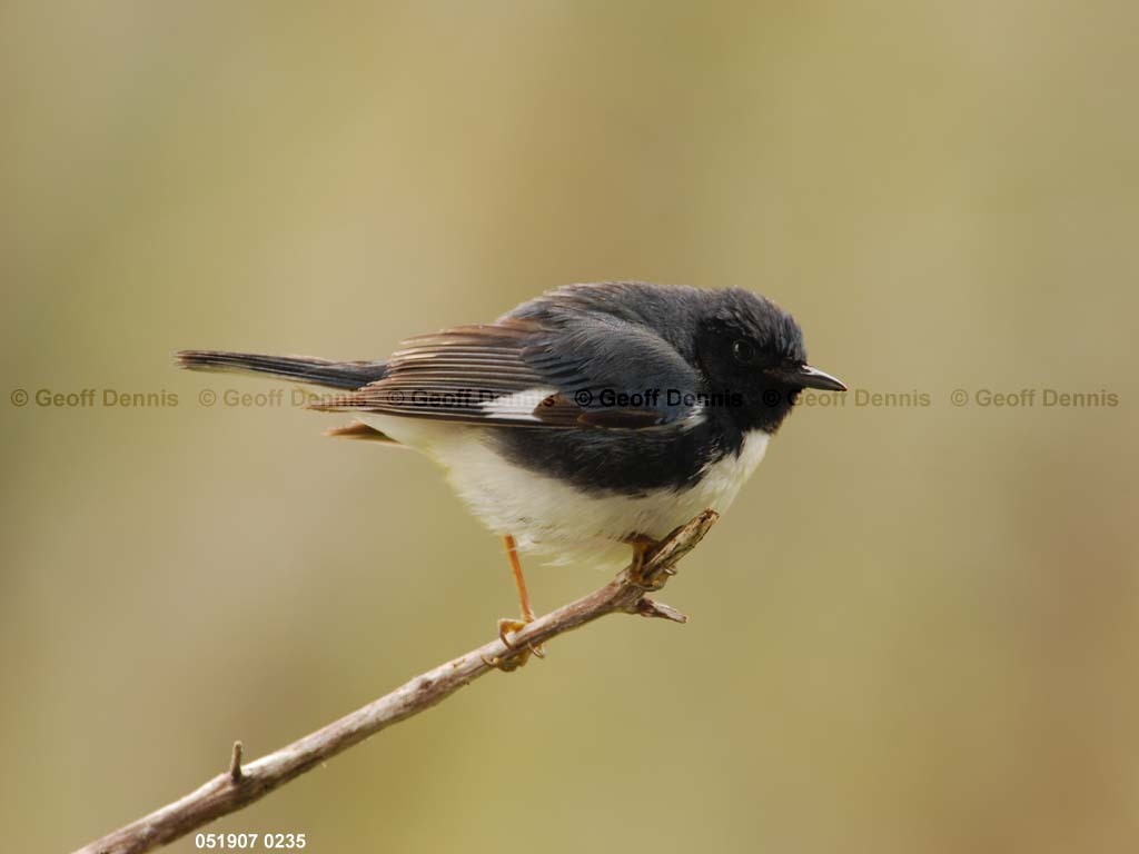 BTBW-CL_Black-throated-Blue-Warbler