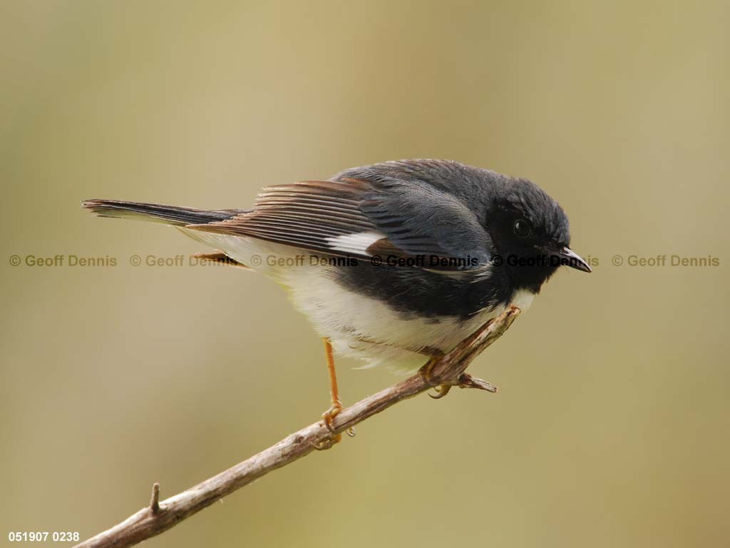 BTBW-CM_Black-throated-Blue-Warbler