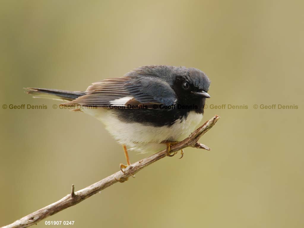 BTBW-CN_Black-throated-Blue-Warbler