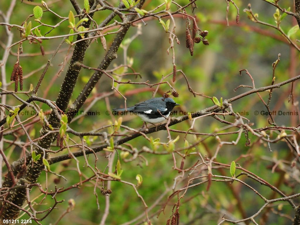 BTBW-CO_Black-throated-Blue-Warbler