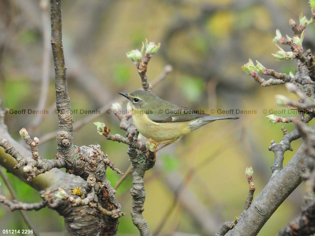BTBW-CP_Black-throated-Blue-Warbler
