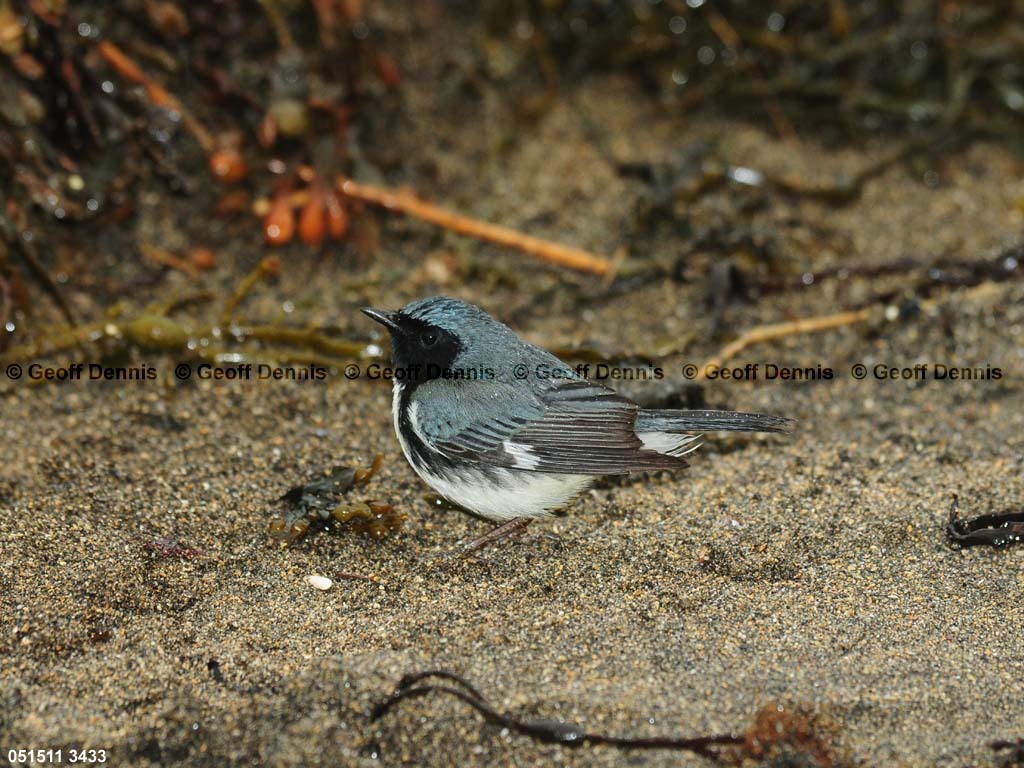 BTBW-CQ_Black-throated-Blue-Warbler