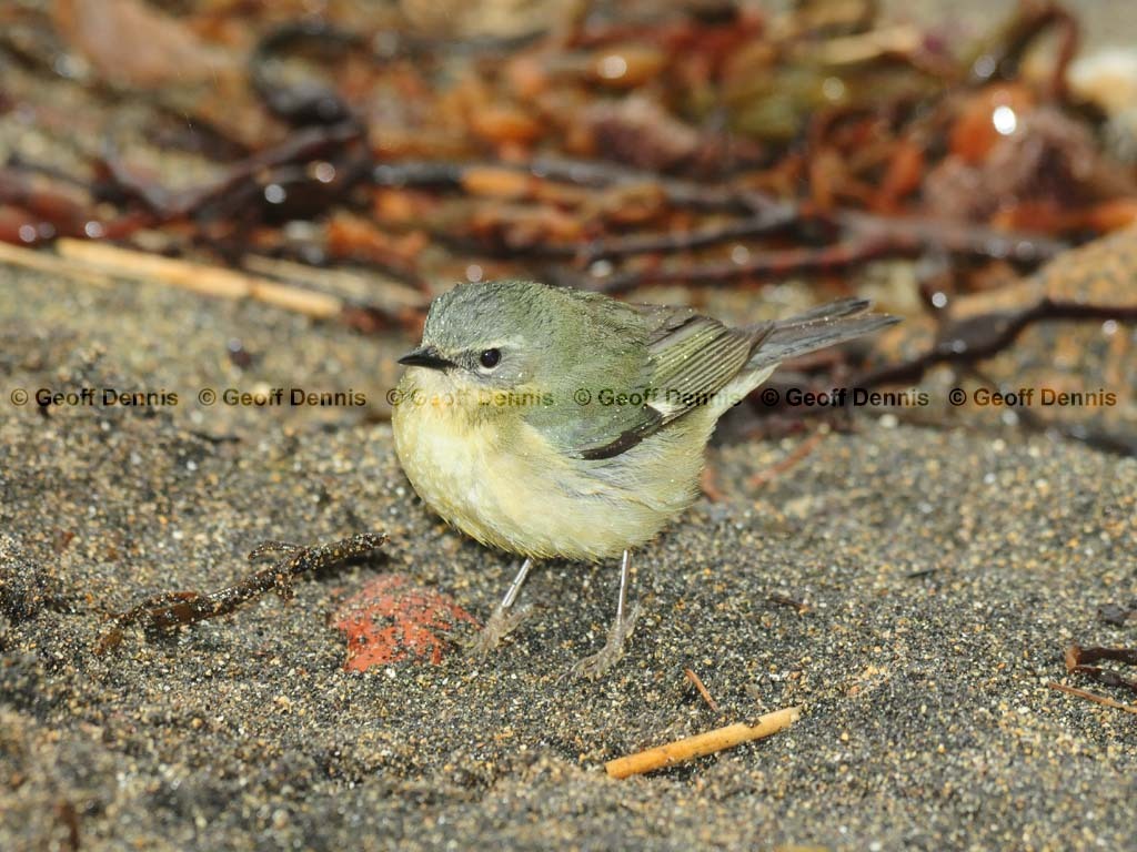 BTBW-CR_Black-throated-Blue-Warbler