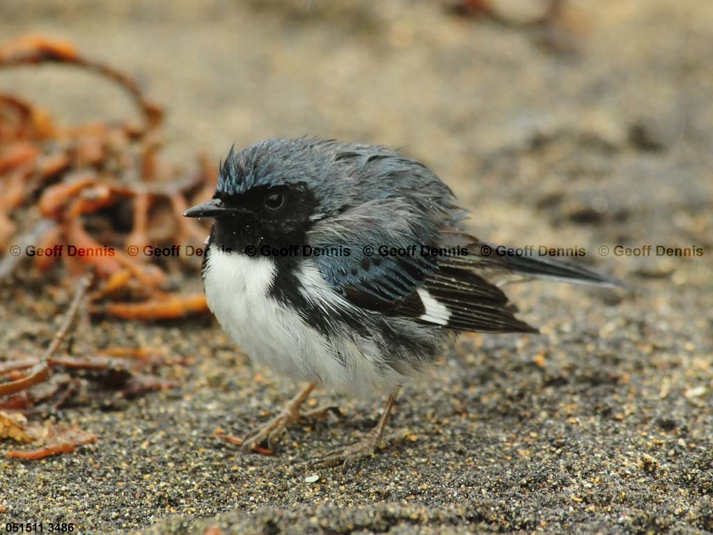 BTBW-CS_Black-throated-Blue-Warbler