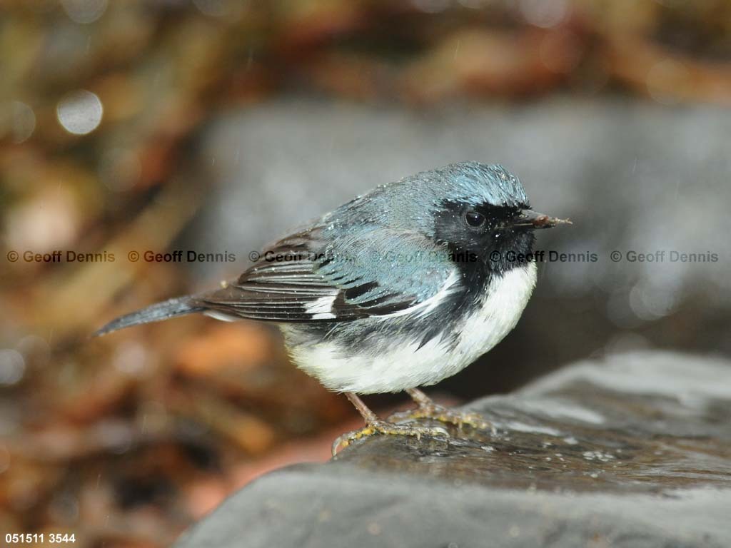 BTBW-CT_Black-throated-Blue-Warbler