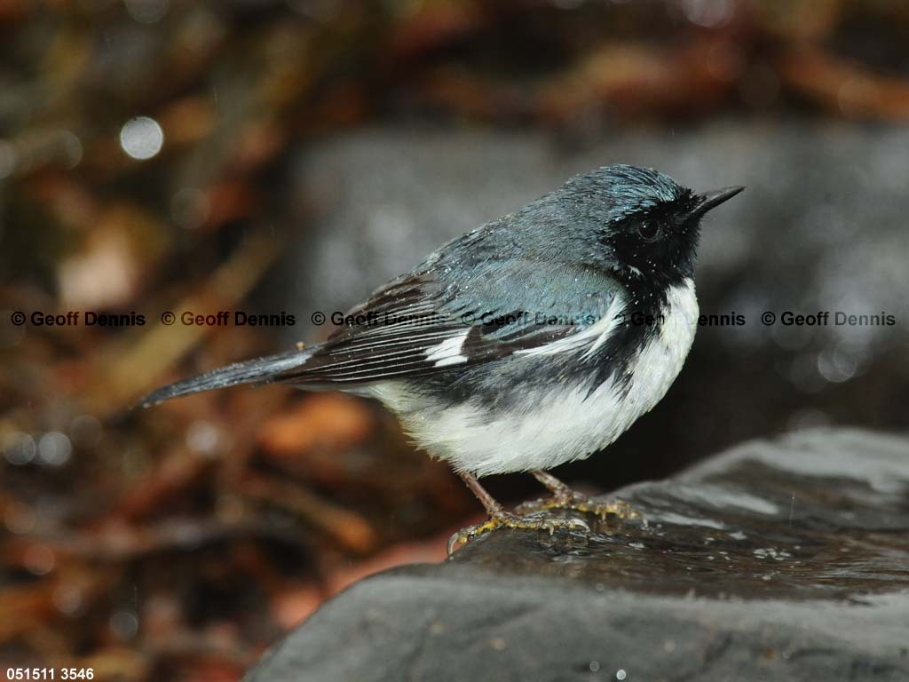 BTBW-CV_Black-throated-Blue-Warbler