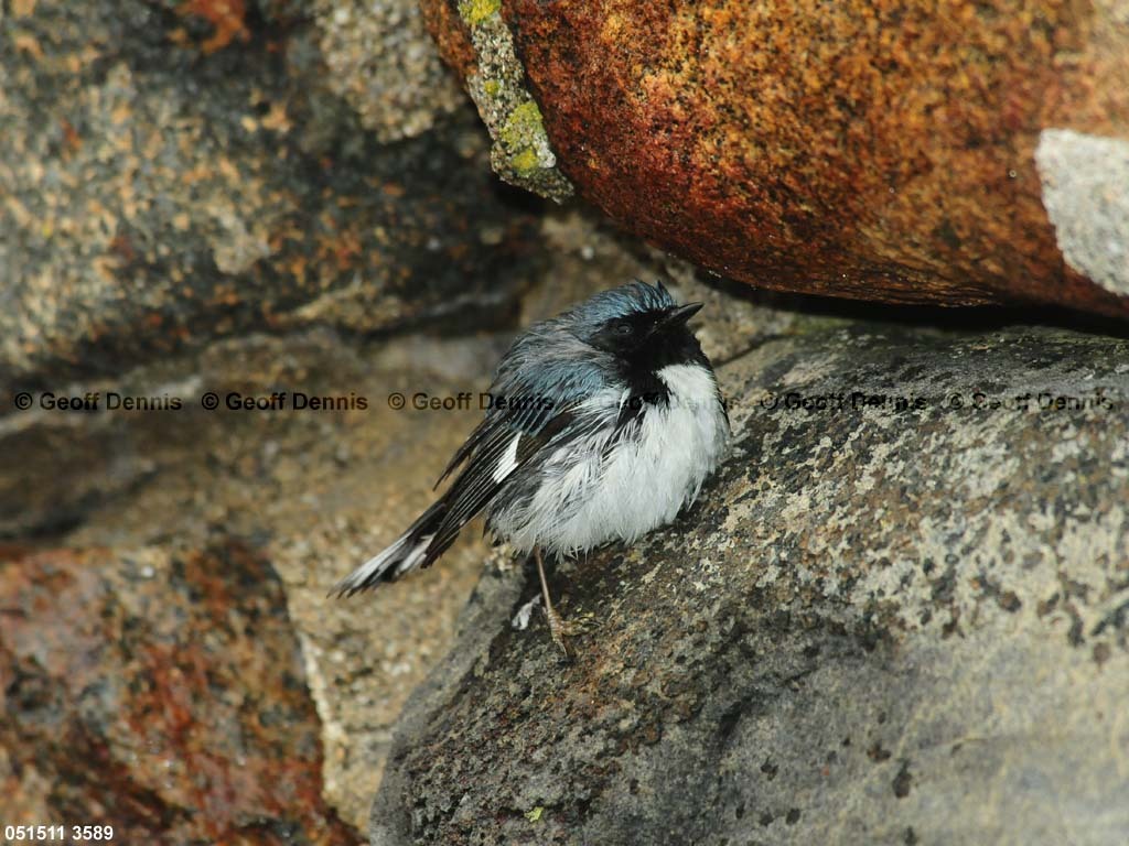BTBW-CX_Black-throated-Blue-Warbler