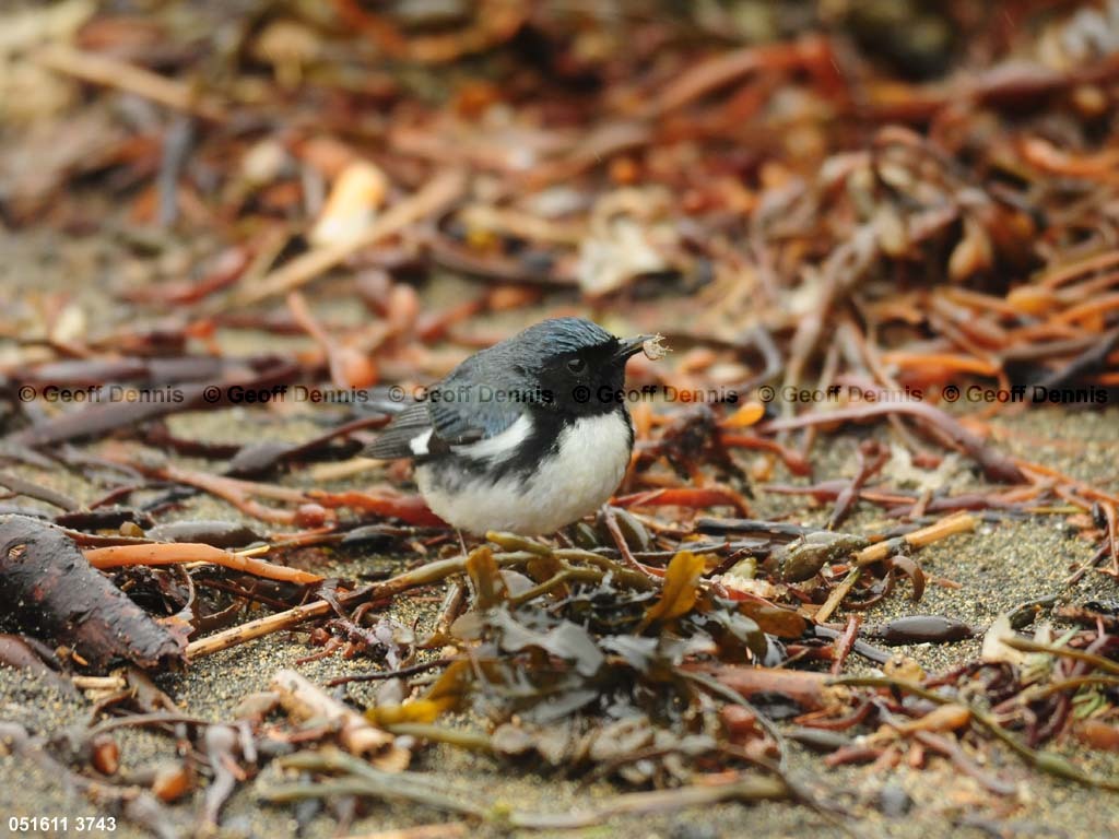 BTBW-CY_Black-throated-Blue-Warbler