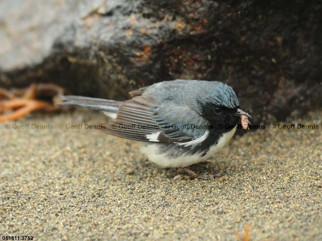 BTBW-CZ_Black-throated-Blue-Warbler