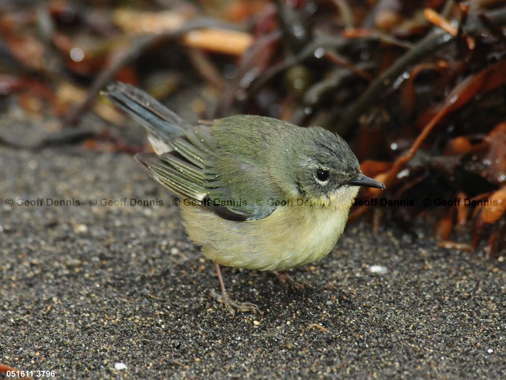 BTBW-DA_Black-throated-Blue-Warbler