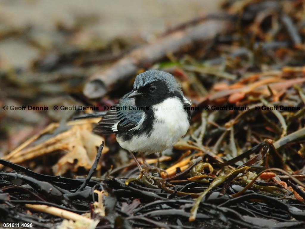 BTBW-DB_Black-throated-Blue-Warbler
