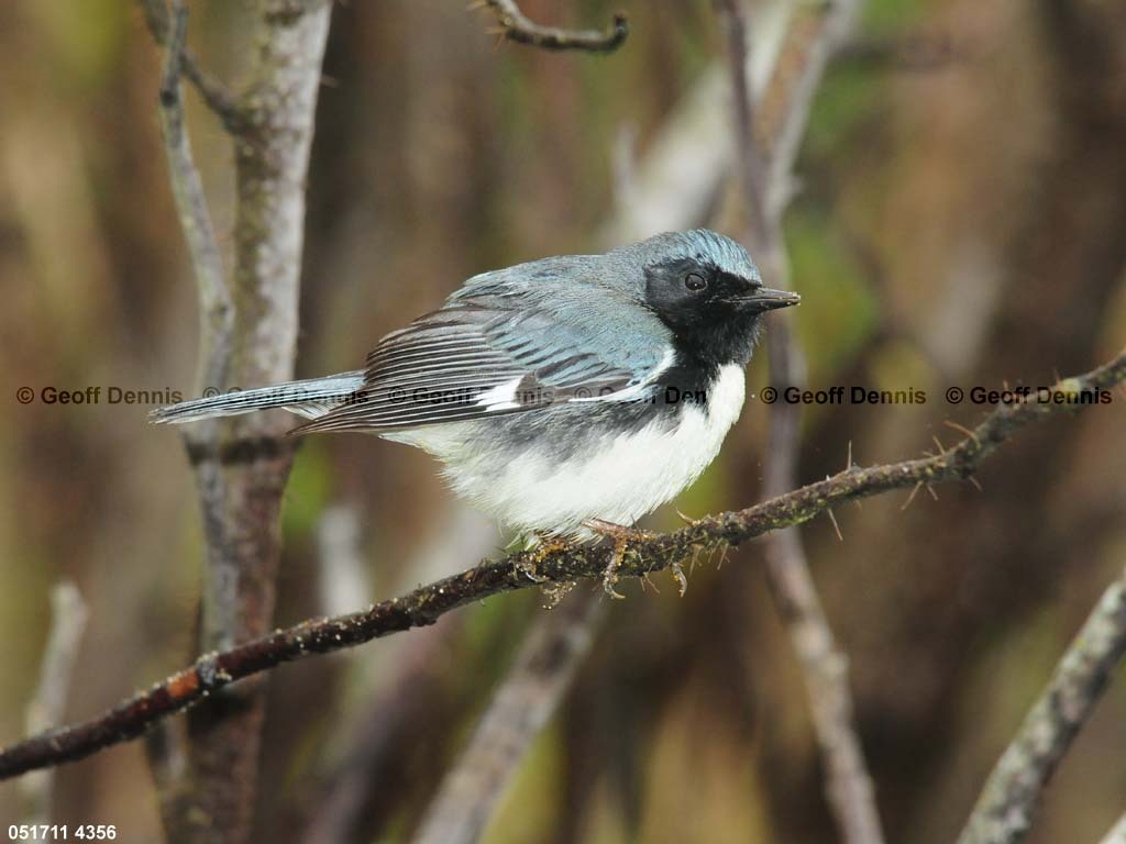 BTBW-DC_Black-throated-Blue-Warbler