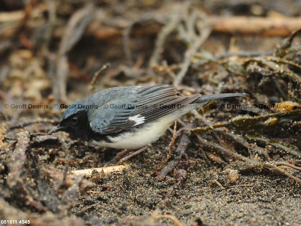 BTBW-DD_Black-throated-Blue-Warbler